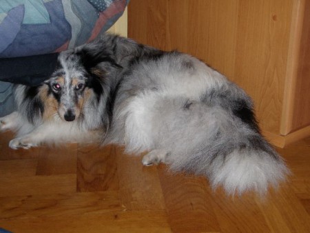 BRIA (šeltie) - 30.1. 2008